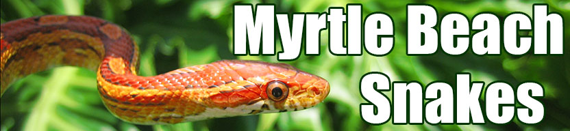 Myrtle Beach snake